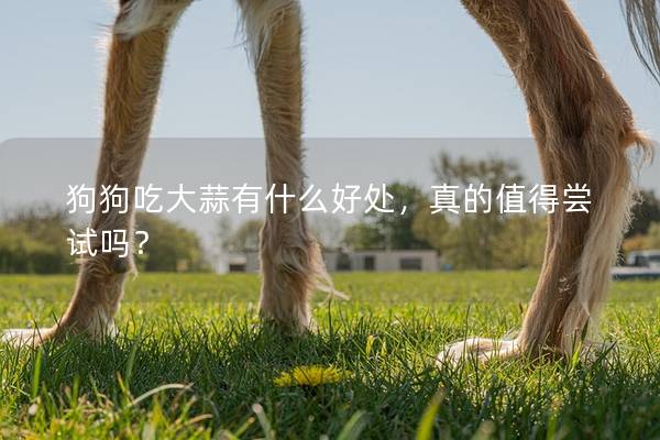 狗狗吃大蒜有什么好處，真的值得嘗試嗎？