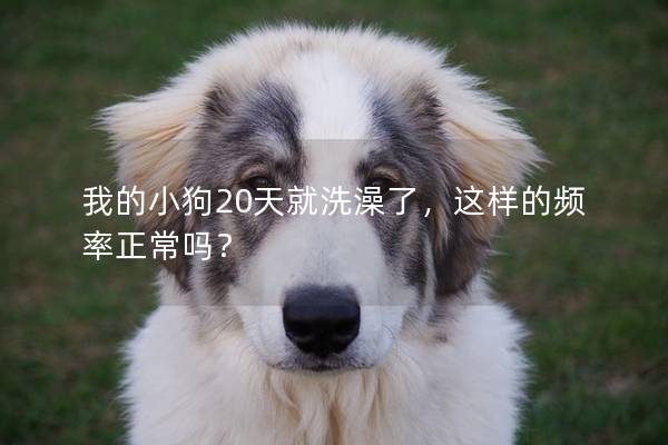 我的小狗20天就洗澡了，這樣的頻率正常嗎？