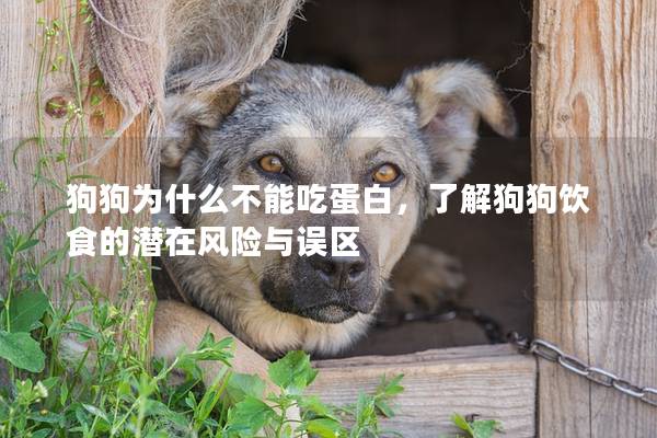 狗狗為什么不能吃蛋白，了解狗狗飲食的潛在風險與誤區