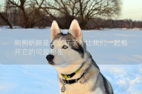 狗狗趴蹄是什么樣子？讓我們一起揭開它的可愛秘密