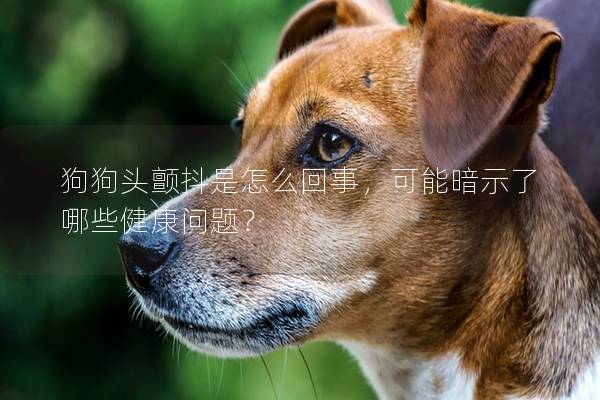 狗狗頭顫抖是怎么回事，可能暗示了哪些健康問題？