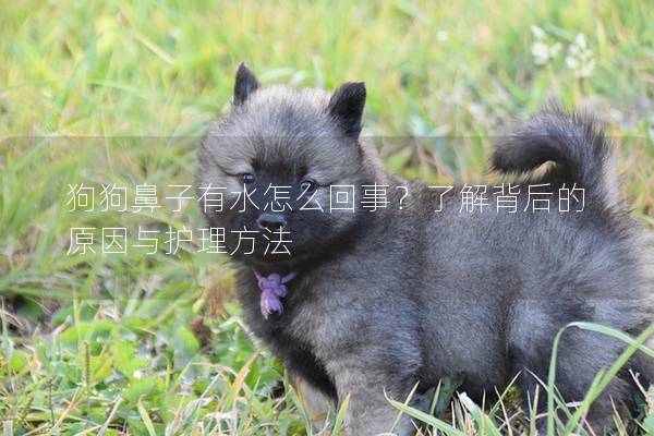 狗狗鼻子有水怎么回事？了解背后的原因與護理方法