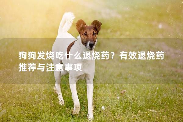 狗狗發(fā)燒吃什么退燒藥？有效退燒藥推薦與注意事項(xiàng)