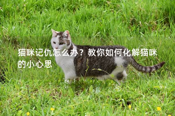 貓咪記仇怎么辦？教你如何化解貓咪的小心思