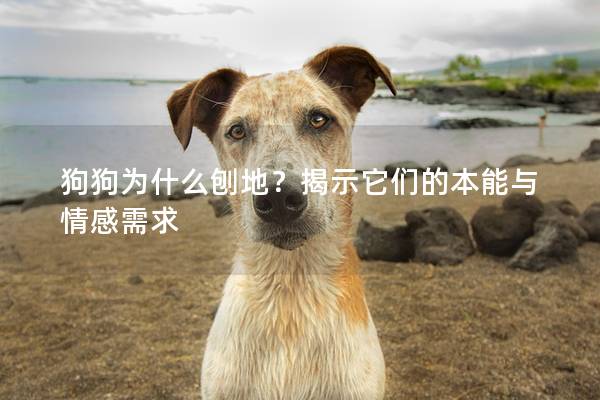 狗狗為什么刨地？揭示它們的本能與情感需求