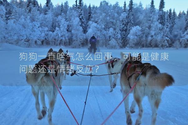 狗狗一直哈氣怎么回事，可能是健康問(wèn)題還是情緒反應(yīng)？