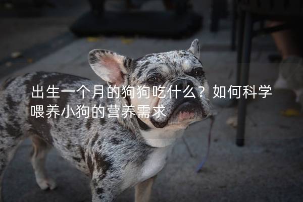 出生一個月的狗狗吃什么？如何科學喂養(yǎng)小狗的營養(yǎng)需求