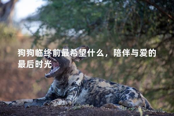 狗狗臨終前最希望什么，陪伴與愛的最后時光