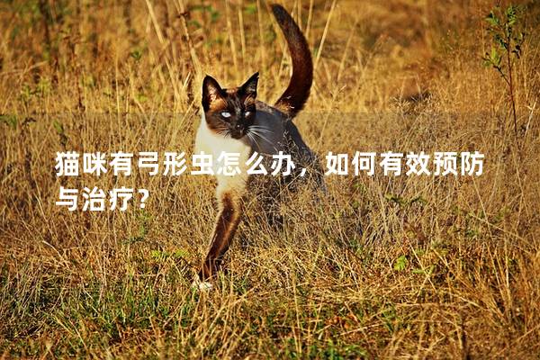 貓咪有弓形蟲怎么辦，如何有效預(yù)防與治療？