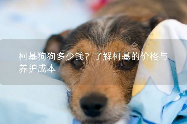 柯基狗狗多少錢？了解柯基的價格與養護成本