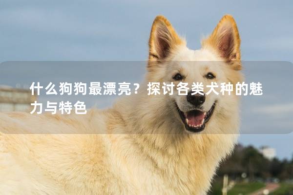 什么狗狗最漂亮？探討各類犬種的魅力與特色