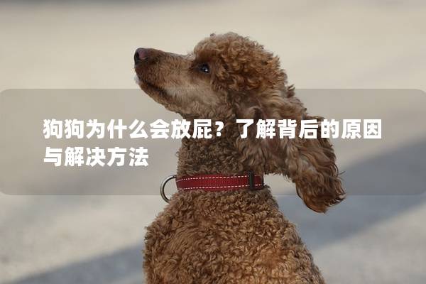 狗狗為什么會放屁？了解背后的原因與解決方法
