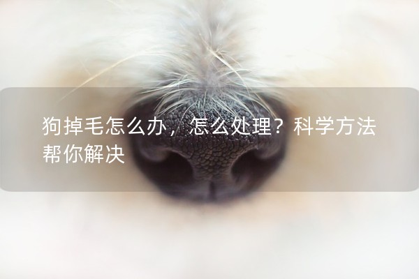 狗掉毛怎么辦,怎么處理?科學方法幫你解決 狗掉毛怎么辦,怎么處理?科學方法幫你解決