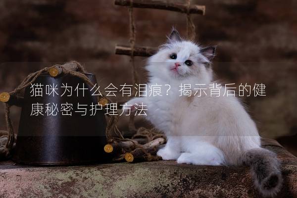 貓咪為什么會有淚痕？揭示背后的健康秘密與護理方法