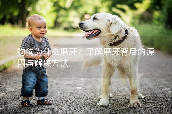 狗狗為什么磨牙？了解磨牙背后的原因與解決方法