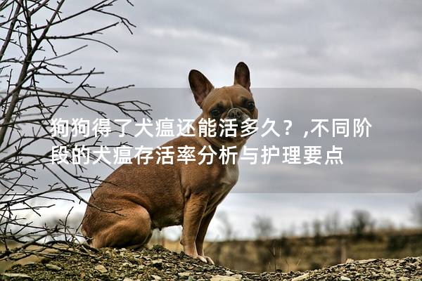 狗狗得了犬瘟還能活多久？,不同階段的犬瘟存活率分析與護理要點
