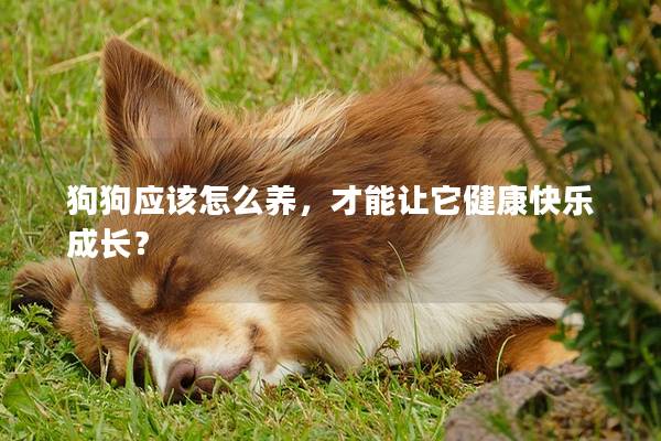 狗狗應該怎么養，才能讓它健康快樂成長？