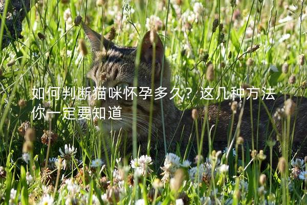 如何判斷貓咪懷孕多久？這幾種方法你一定要知道