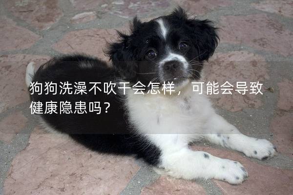 狗狗洗澡不吹干會怎樣，可能會導致健康隱患嗎？