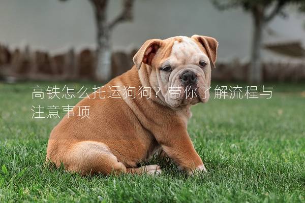 高鐵怎么托運(yùn)狗狗？帶你了解流程與注意事項(xiàng)