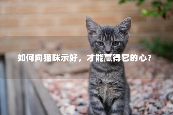 如何向貓咪示好，才能贏得它的心？
