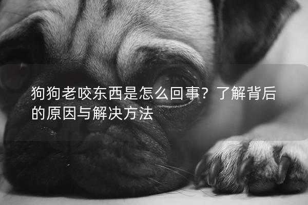 狗狗老咬東西是怎么回事？了解背后的原因與解決方法