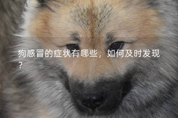 狗感冒的癥狀有哪些,如何及時發現? 狗感冒的癥狀有哪些,如何及時發現?
