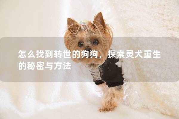 怎么找到轉世的狗狗，探索靈犬重生的秘密與方法