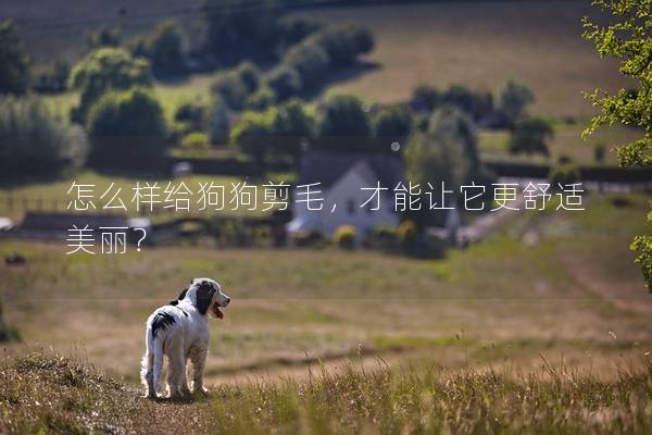 怎么樣給狗狗剪毛，才能讓它更舒適美麗？