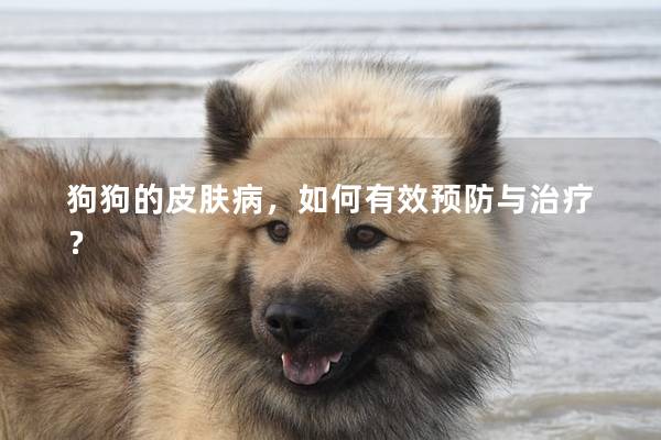 狗狗的皮膚病，如何有效預防與治療？