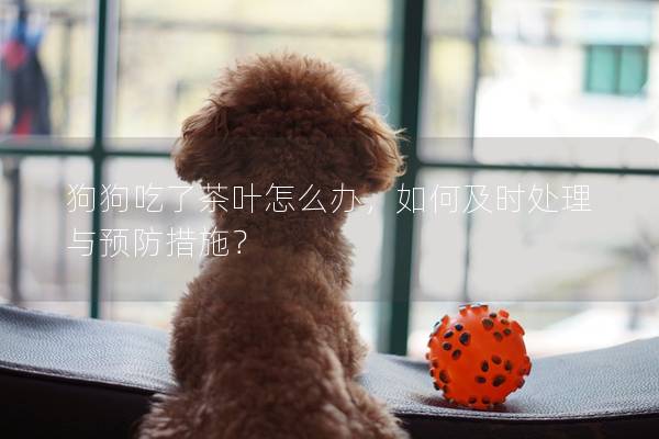 狗狗吃了茶葉怎么辦，如何及時處理與預(yù)防措施？