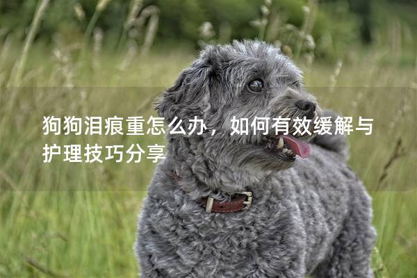 狗狗淚痕重怎么辦，如何有效緩解與護理技巧分享