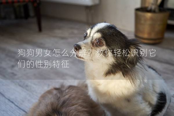 狗狗男女怎么分辨？教你輕松識別它們的性別特征