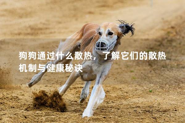 狗狗通過什么散熱，了解它們的散熱機制與健康秘訣