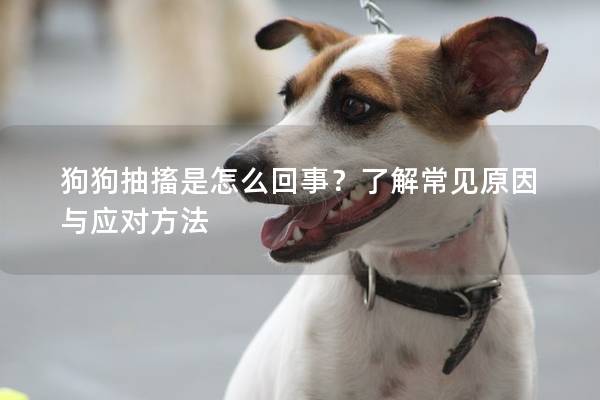狗狗抽搐是怎么回事？了解常見原因與應對方法