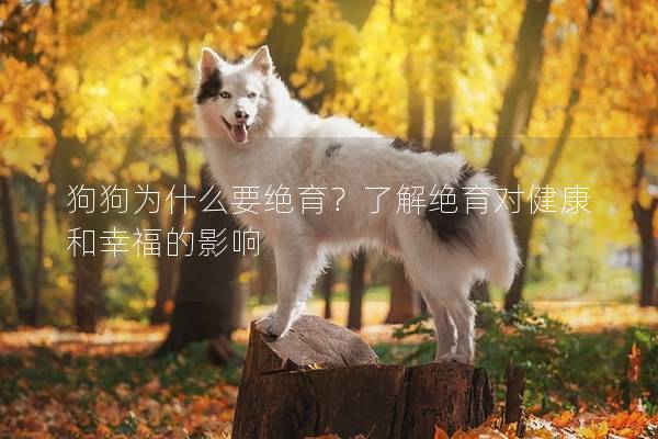 狗狗為什么要絕育？了解絕育對(duì)健康和幸福的影響