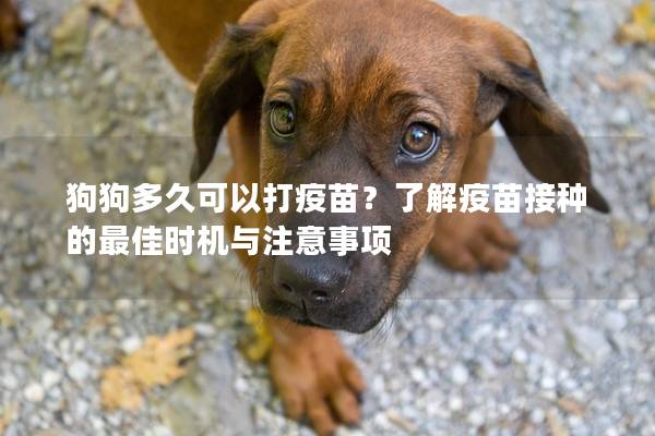 狗狗多久可以打疫苗?了解疫苗接種的最佳時機與注意事項 狗狗多久可以打疫苗?了解疫苗接種的最佳時機與注意事項