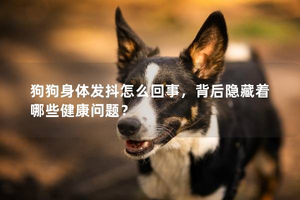 狗狗身體發(fā)抖怎么回事，背后隱藏著哪些健康問題？