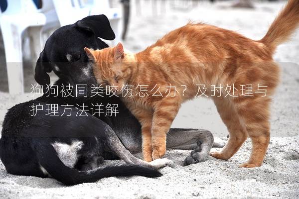 狗狗被同類咬傷怎么辦？及時(shí)處理與護(hù)理方法詳解