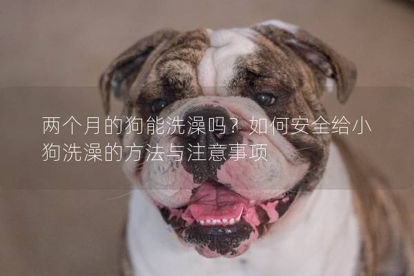 兩個月的狗能洗澡嗎？如何安全給小狗洗澡的方法與注意事項
