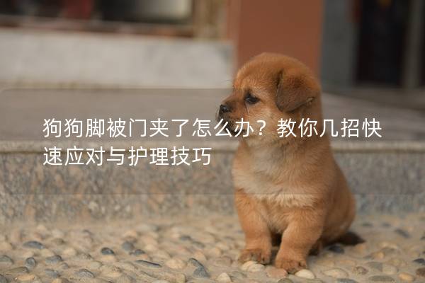 狗狗腳被門夾了怎么辦?教你幾招快速應對與護理技巧 狗狗腳被門夾了怎么辦?教你幾招快速應對與護理技巧