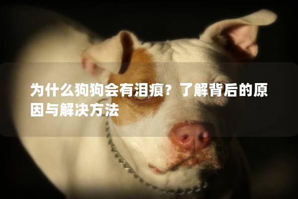 為什么狗狗會有淚痕？了解背后的原因與解決方法