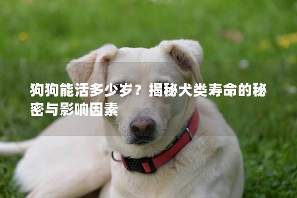 狗狗能活多少歲？揭秘犬類壽命的秘密與影響因素