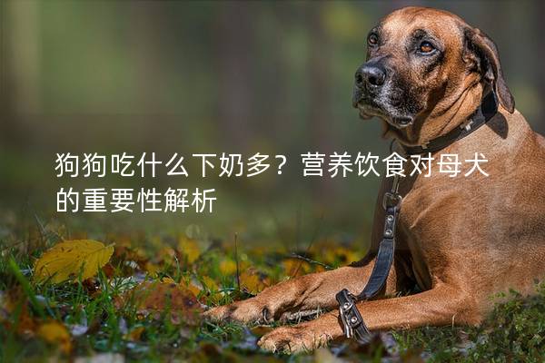 狗狗吃什么下奶多？營養飲食對母犬的重要性解析