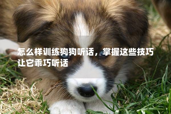 怎么樣訓練狗狗聽話，掌握這些技巧讓它乖巧聽話