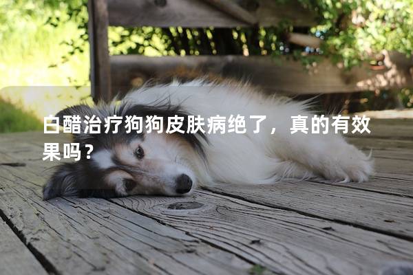 白醋治療狗狗皮膚病絕了,真的有效果嗎? 白醋治療狗狗皮膚病絕了,真的有效果嗎?
