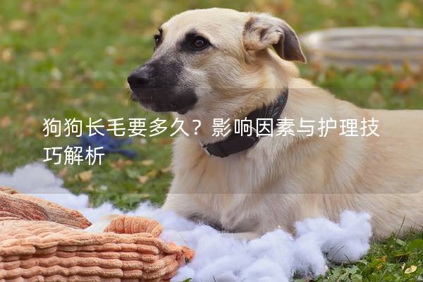 狗狗長毛要多久？影響因素與護(hù)理技巧解析