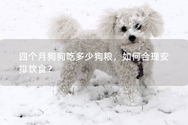 四個月狗狗吃多少狗糧，如何合理安排飲食？