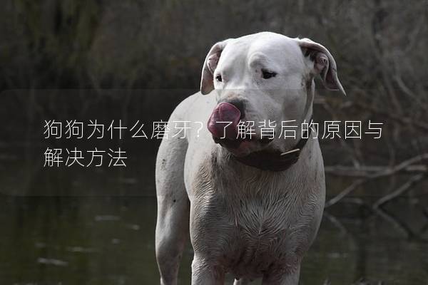 狗狗為什么磨牙？了解背后的原因與解決方法