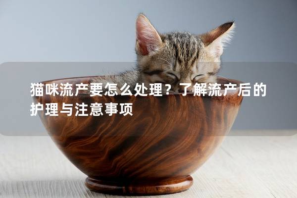 貓咪流產要怎么處理？了解流產后的護理與注意事項
